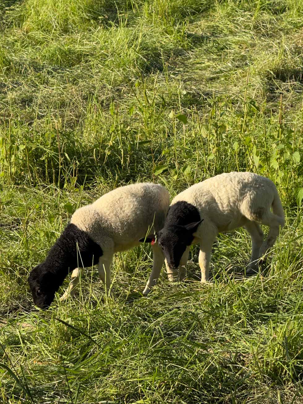 Schafe auf grüner Wiese in der Natur rund um Schwäbisch Hall – ideale Umgebung für entspannte Ausflüge und Spaziergänge.